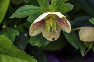 de dag voorjaar zon lichten vers bloemen van een helleborus Niger met helder wit bloemblaadjes foto