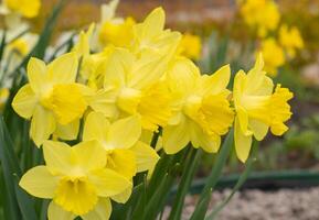 geel bloemen narcissen in een bloem bed. voorjaar bloem narcis. mooi struik in de tuin. foto
