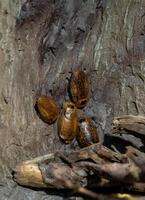 dichtbij omhoog kakkerlak insecten, groot en klein bruin kakkerlak familie. kakkerlakken leven foto