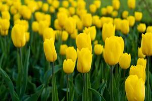 geel tulp in de veld. een groot knop van een geel bloem. voorjaar achtergrond. tulpen in de tuin. seizoensgebonden bloeiend van voorjaar bloemen. dichtbij omhoog foto