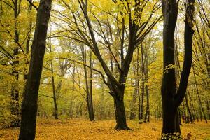 bomen met geel bladeren in de Woud in herfst. natuurlijk landschap. natuur foto