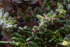 een reeks van verschillend vetplanten Haworthia en aloë, crassula en sedum, echeveria, crassula en kalanchoë. toenemen een huis bloem. bloementeelt. cactus huis groen sappig. bloemen achtergrond. foto