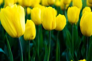 geel tulp in de veld. een groot knop van een geel bloem. voorjaar achtergrond. tulpen in de tuin. seizoensgebonden bloeiend van voorjaar bloemen. dichtbij omhoog foto