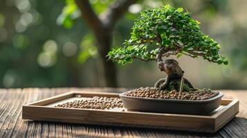 een klein dienblad van kunstmest pellets naast een bonsai boom illustreren de zorg en aandacht zetten in het verstrekken van voedingsstoffen voor deze miniatuur bomen foto