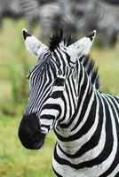 een zebra, afrika foto