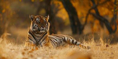 tijger Aan wazig achtergrond dieren in het wild foto