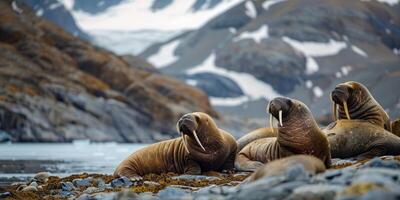 walrussen in de wild foto