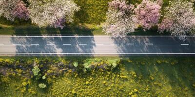 voorjaar bloesems langs de weg visie van bovenstaand foto