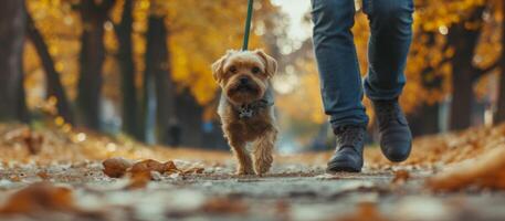 Mens wandelen zijn hond in de park foto