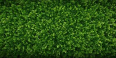 groen gras top visie foto