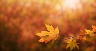 esdoorn- bladeren Aan een wazig herfst achtergrond banier foto