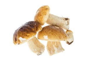 eetbare bos eekhoorntjesbrood boletus geïsoleerd op wit foto