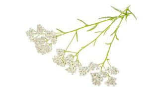 stengel met witte bloeiwijze achillea millefolium. studiofoto. foto