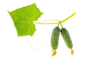 verse groene augurk komkommer met blad op witte achtergrond. foto
