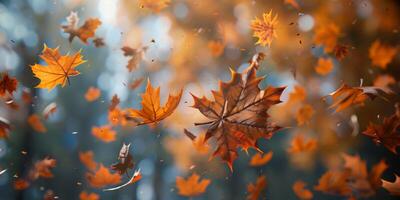 herfst blad vallen geel bladeren herfst foto