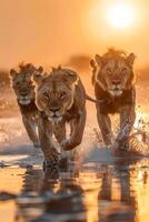 leeuw in de wild savanne foto