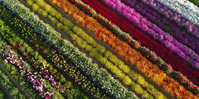 antenne visie van bloeiend bloemen foto