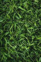 dik groen gras in de weide foto