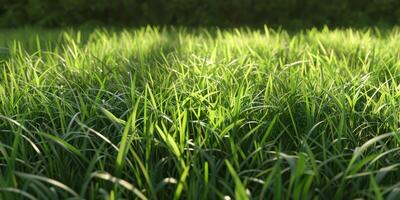 dik groen gras in de weide foto