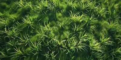 dik groen gras in de weide foto