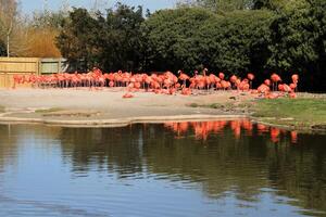 uitzicht op een flamingo foto