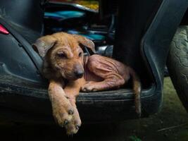 fotografie van een verdwaald puppy zittend ontspannen buitenshuis foto