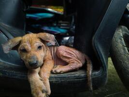 fotografie van een verdwaald puppy zittend ontspannen buitenshuis foto