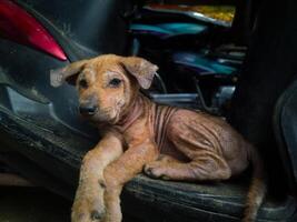 fotografie van een verdwaald puppy zittend ontspannen buitenshuis foto