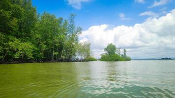 fotografie van natuurlijk mangrove bossen Aan de rand van de zee foto