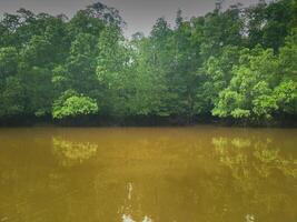 fotografie van mangrove Woud met duister zee water foto