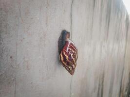 fotografie van een slak terwijl plakken naar de muur met haar uitwerpselen foto