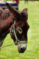 hoofd van begrazing ezel foto