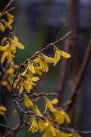 mooi forsythia in voorjaar tijd Aan een wazig achtergrond foto