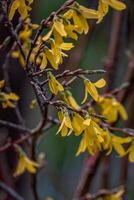 mooi forsythia in voorjaar tijd Aan een wazig achtergrond foto