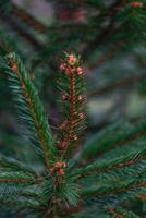 achtergrond, abstractie van Kerstmis boom twijgen met naalden Aan een wazig foto