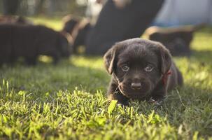 de eerste speelmomenten van een labrador puppy foto