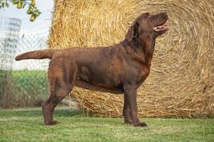 labrador hond poseren 33 foto