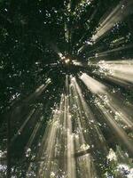 straal van zonlicht door de banyan boom foto