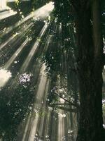 straal van zonlicht door de banyan boom foto
