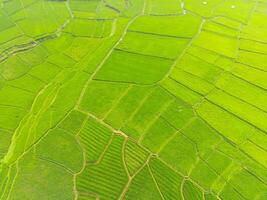 verbazingwekkend landschap van terrasvormig rijst- veld. top visie van dar van groen rijst- terras veld- met vorm en patroon Bij cikancung, Indonesië. schot van een dar vliegend 200 meter hoog. foto