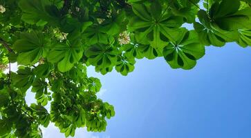 een visie van hieronder van de vers groen bladeren van een jong kastanje boom. voorjaar groen achtergrond van kastanje bladeren en blauw lucht foto