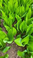 groen jong voorjaar lelie van de vallei bladeren Aan een stad bloem bed foto