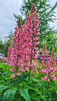 roze lupines Aan een bewolkt zomer dag in de werf Aan een bloem bed. foto