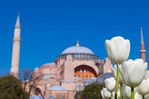 wit tulpen en hagia sophia. bezoek Istanbul concept foto