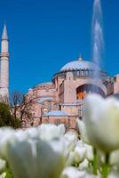 bezoek Istanbul concept foto. hagia sophia en wit tulpen foto