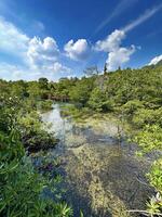 Doorzichtig wateren onthullen de rijk aquatisch leven van een zonovergoten mangrove Woud met een rustiek houten hut in de achtergrond, presentatie van van de natuur kalmte foto