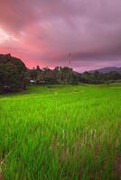 mooi ochtend- visie van Indonesië van bergen en tropisch Woud foto