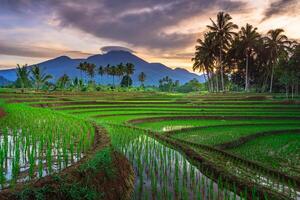 mooi ochtend- visie van Indonesië van bergen en tropisch Woud foto