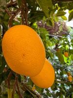 de durf citrus fruit boom is oranje foto