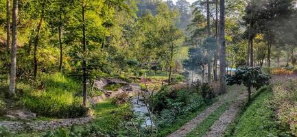 tropisch Woud in coban sadang, oosten- Java, Indonesië foto